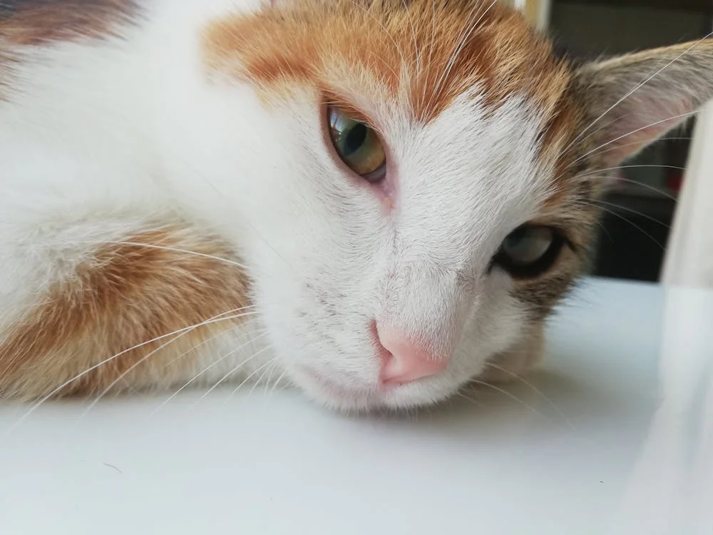 Electrical Panel Upgrades